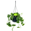 Scindapsus Pictus Trebie - Epipremnum - In Hangpot - P15 H20 - Kamerplant