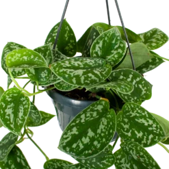Scindapsus Pictus Trebie - Epipremnum - In Hangpot - P15 H20 - Kamerplant -Decor Verkoop scindapsus pictus trebie epipremnum in hangpot p15 5 1