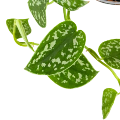 Scindapsus Pictus Trebie - Epipremnum - In Hangpot - P15 H20 - Kamerplant -Decor Verkoop scindapsus pictus trebie epipremnum in hangpot p15 6 1