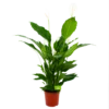 Spathiphyllum Wallisii - Lepelplant - P24 H120 Wit - Kamerplant