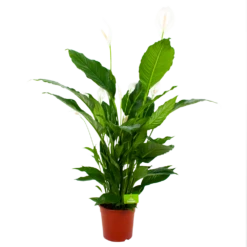 Spathiphyllum Wallisii - Lepelplant - P24 H120 Wit - Kamerplant