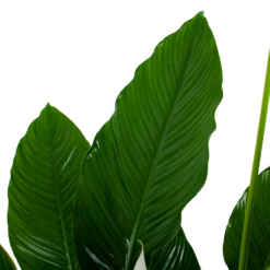 Spathiphyllum Wallisii - Lepelplant - P24 H120 Wit - Kamerplant -Decor Verkoop spathiphyllum wallisii lepelplant p24 h120 wit 6