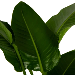 Strelitzia Nicolai - Paradijsvogelpant - P27 H180 - Kamerplant -Decor Verkoop strelitzia nicolai paradijsvogelpant p27 h180 6 2