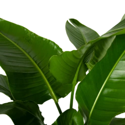 Strelitzia Nicolai - Paradijsvogelpant - P38 H160 - Kamerplant -Decor Verkoop strelitzia nicolai paradijsvogelpant p38 h160 4