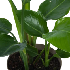 Strelitzia Nicolai - Paradijsvogelplant - P17 H60 - Kamerplant -Decor Verkoop strelitzia nicolai paradijsvogelplant p17 h60 6