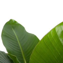 Strelitzia Nicolai - Paradijsvogelplant - P27 H110 - Kamerplant 6 Strelitzia Nicolai - Paradijsvogelplant - P27 H110 - Kamerplant -Decor Verkoop strelitzia nicolai paradijsvogelplant p27 h110 6 2
