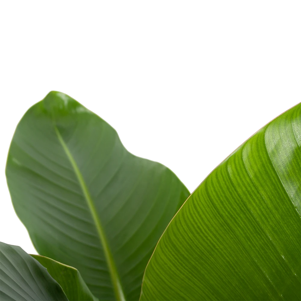 Strelitzia Nicolai - Paradijsvogelplant - P27 H110 - Kamerplant 3 Strelitzia Nicolai - Paradijsvogelplant - P27 H110 - Kamerplant - Afbeelding 3