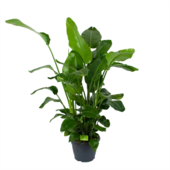 Strelitzia Nicolai - Paradijsvogelplant - P35 H130 - Kamerplant