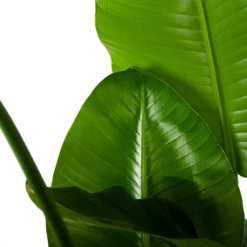 Strelitzia Nicolai - Paradijsvogelplant - P35 H130 - Kamerplant -Decor Verkoop strelitzia nicolai paradijsvogelplant p35 h130 6