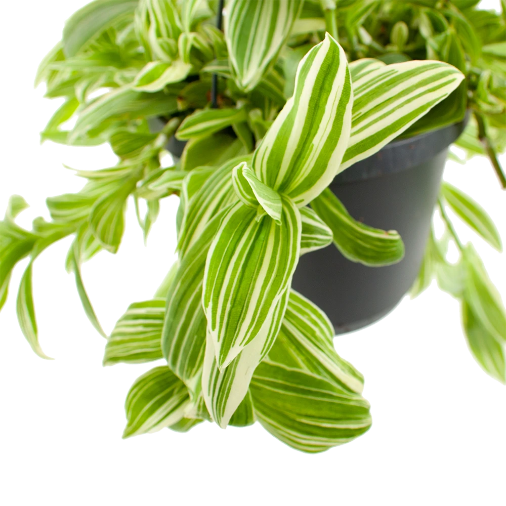 Tradescantia Ivory Hill - Vaderplant - In Hangpot - P17 H40 - Kamerplant - Afbeelding 2