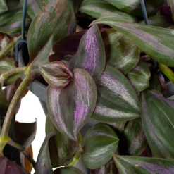 Tradescantia Little Hill - Vaderplant - In Hangpot - P17 H40 - Kamerplant -Decor Verkoop tradescantia puple heart vaderplant p17 h40 5
