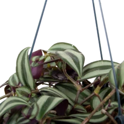 Tradescantia Zebrina - Vaderplant - In Hangpot - P17 H40 - Kamerplant -Decor Verkoop tradescantia zebrina vaderplant p17 h40 5