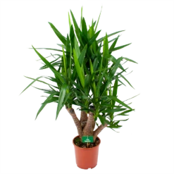 Yucca - Vertakt - Palmlelie - P24 H100 - Kamerplant