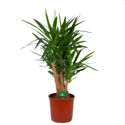 Yucca - Vertakt - Palmlelie - P34 H140 - Kamerplant