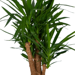 Yucca - Vertakt - Palmlelie - P34 H140 - Kamerplant -Decor Verkoop yucca vertakt palmlelie p34 h140 kamerplant 4